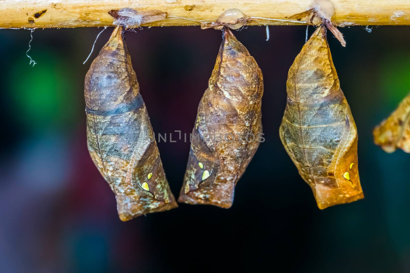 macro closeup of yellow edged giant owl butterfly cocoons, Tropical insect specie, pupation cycle