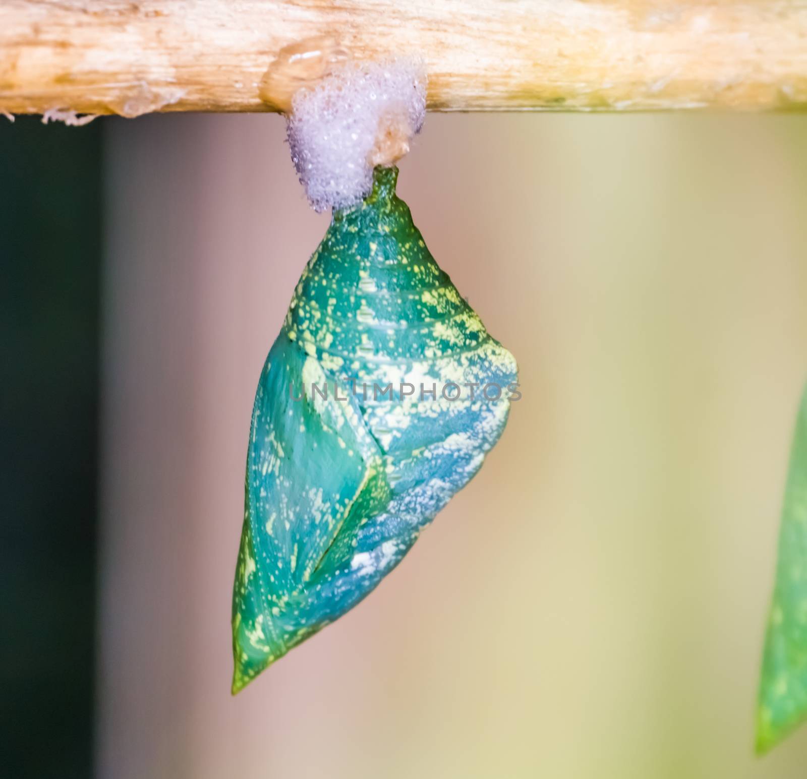 green and yellow butterfly cocoon in macro closeup, tropical insect specie, pupation cycle