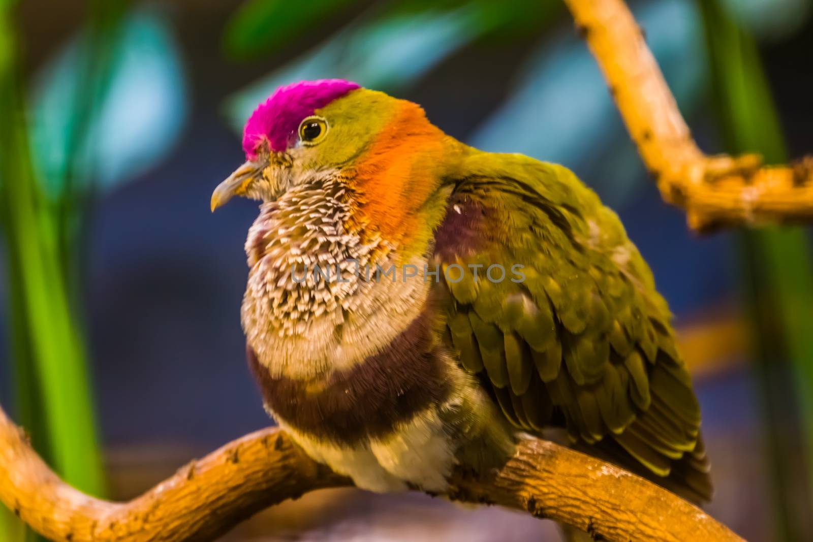 beautiful closeup portrait of a superb fruit dove, colorful tropical bird specie, popular pet in aviculture by charlottebleijenberg