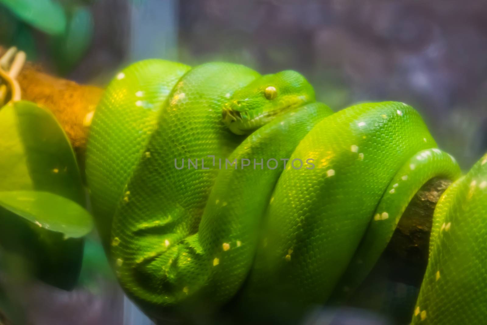 closeup of a green tree python, popular tropical serpent specie from Asia and Australia