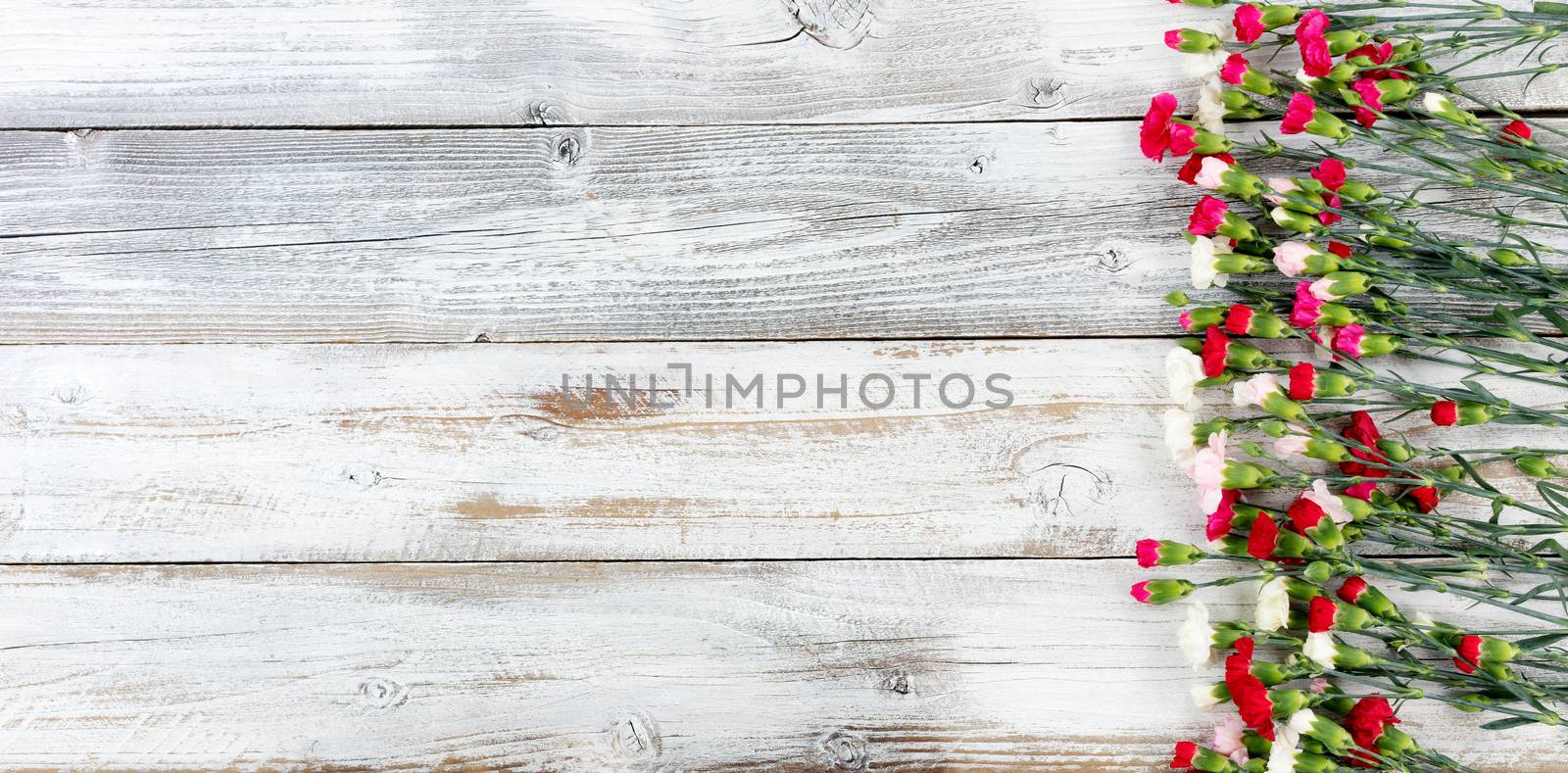 Colorful carnations forming right border on white weathered wooden boards 