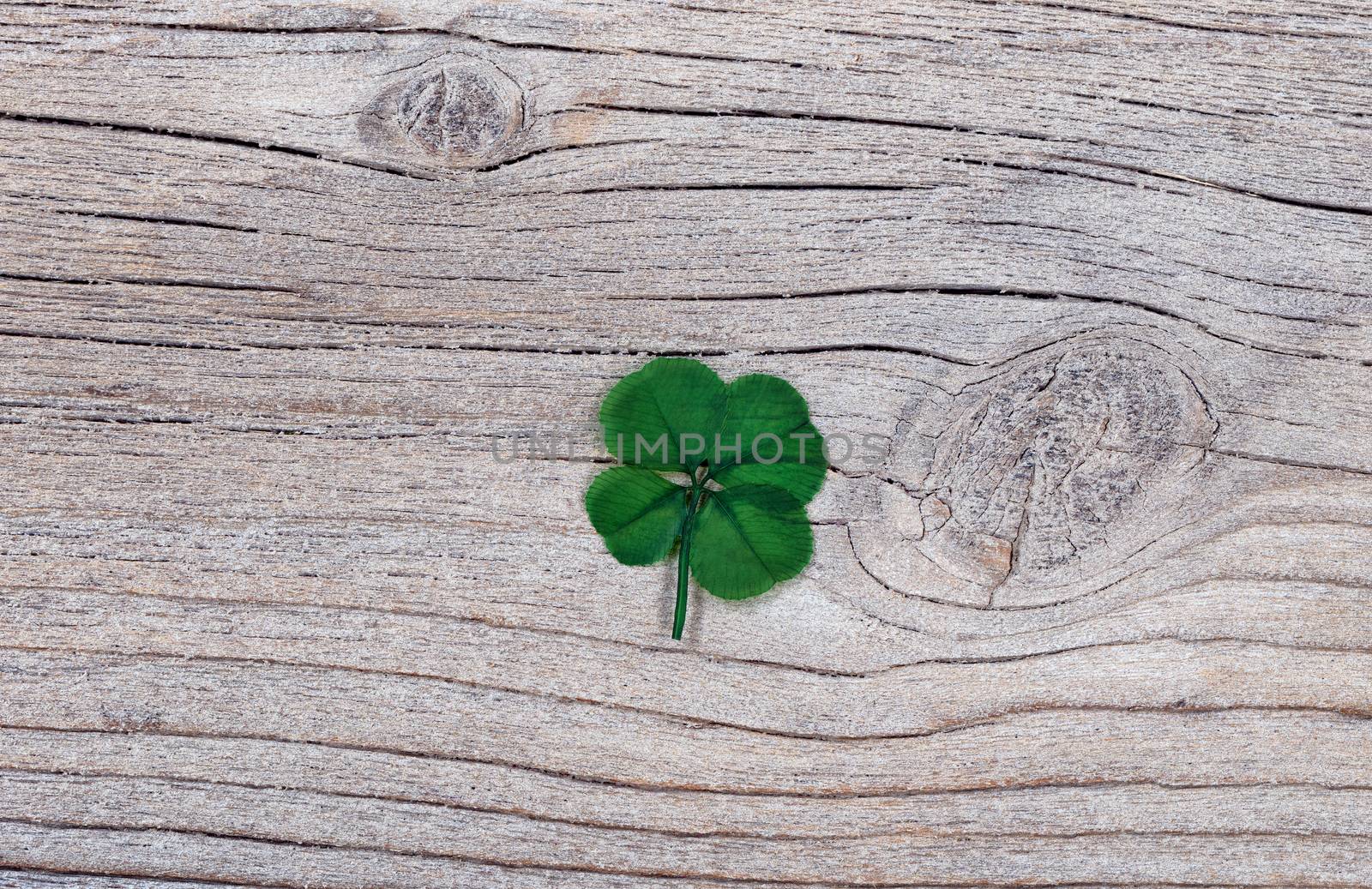Real four leaf clover on rustic wood    by tab1962