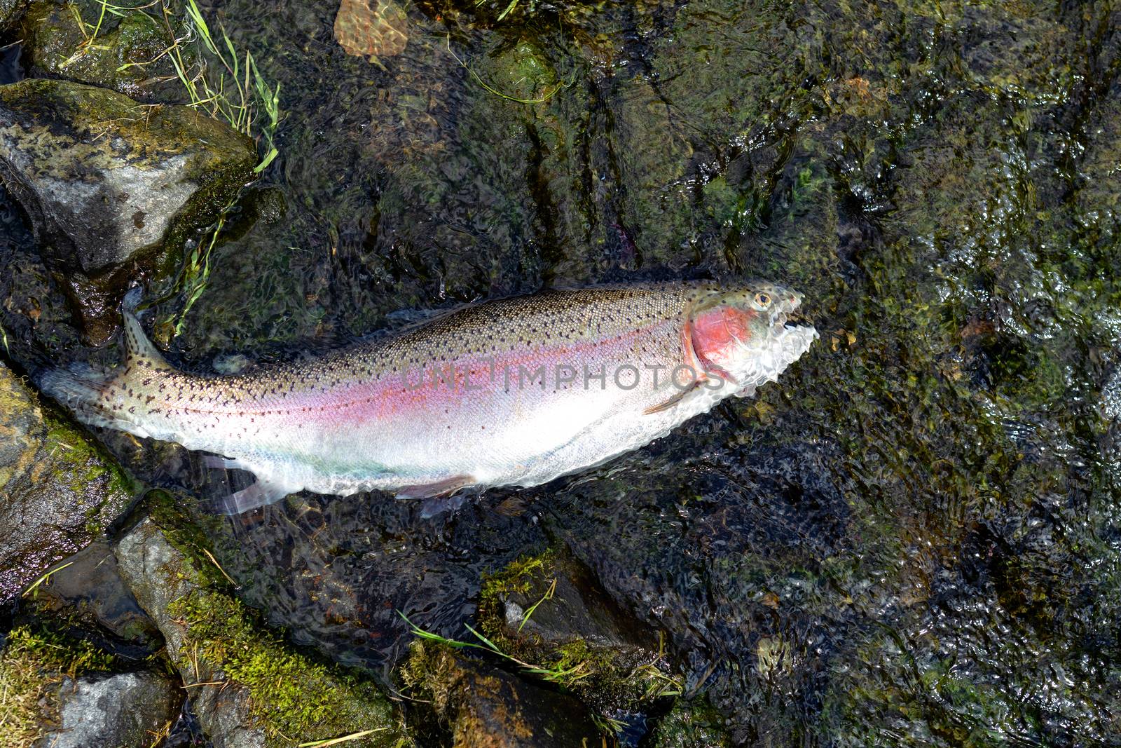 Rainbow trout landed in shallow part of river bed with bright su by tab1962