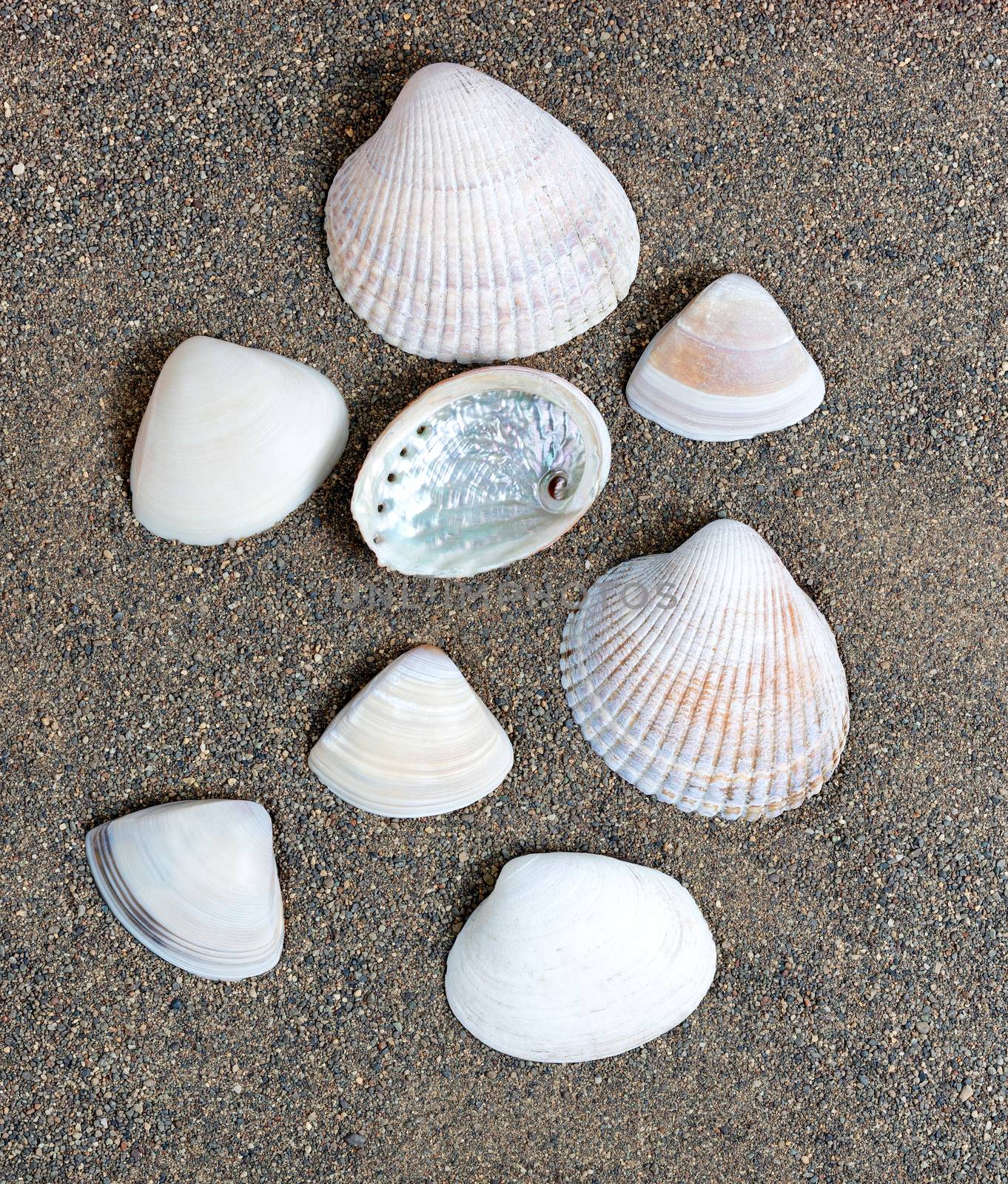 Various seashells on beach sand background  by tab1962