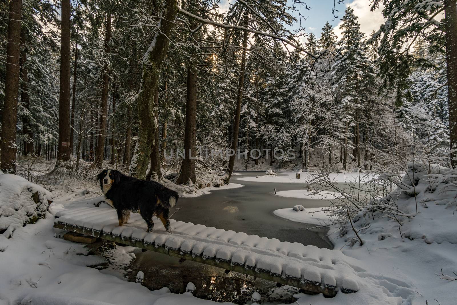 Wonderful winter hike from Restaurant Eggli over the Forstseeli and Diepoldsauer sponge to the Fähnerenspitz in the Appenzeller Land in Switzerland