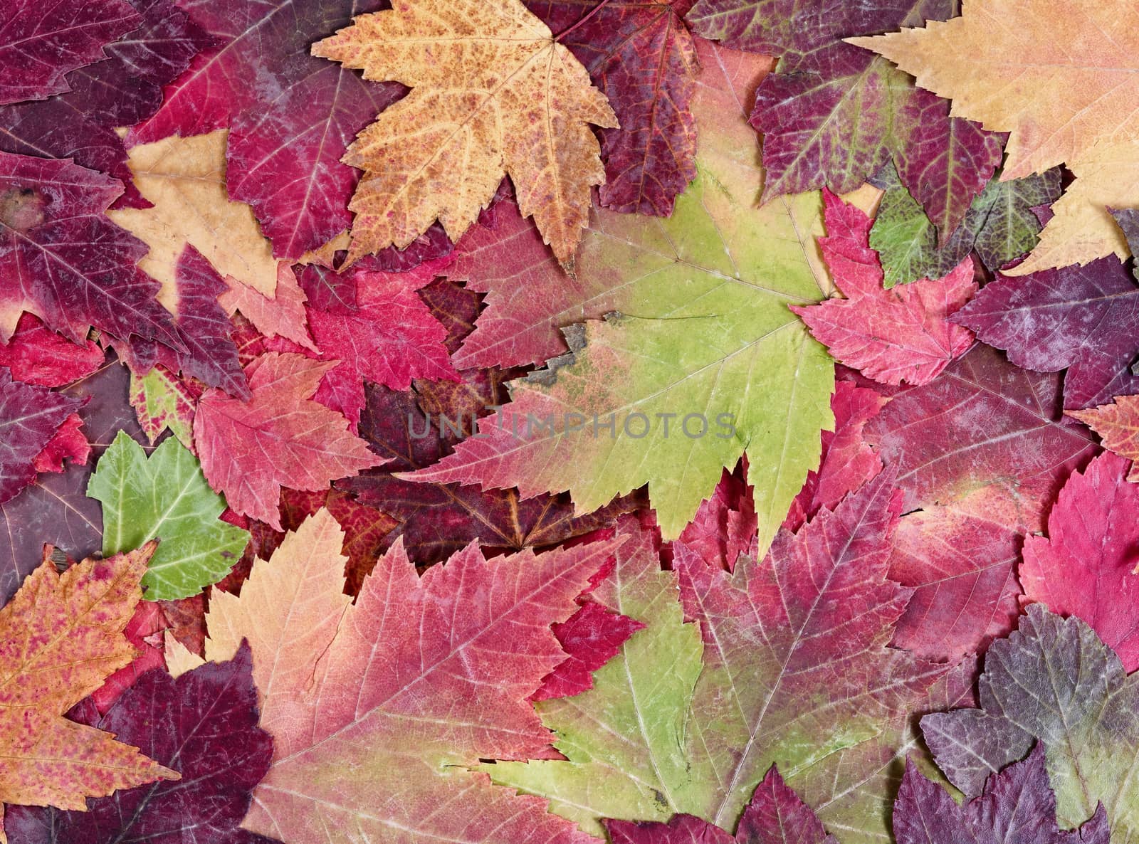 Autumn rustic colorful maple leaves background  by tab1962