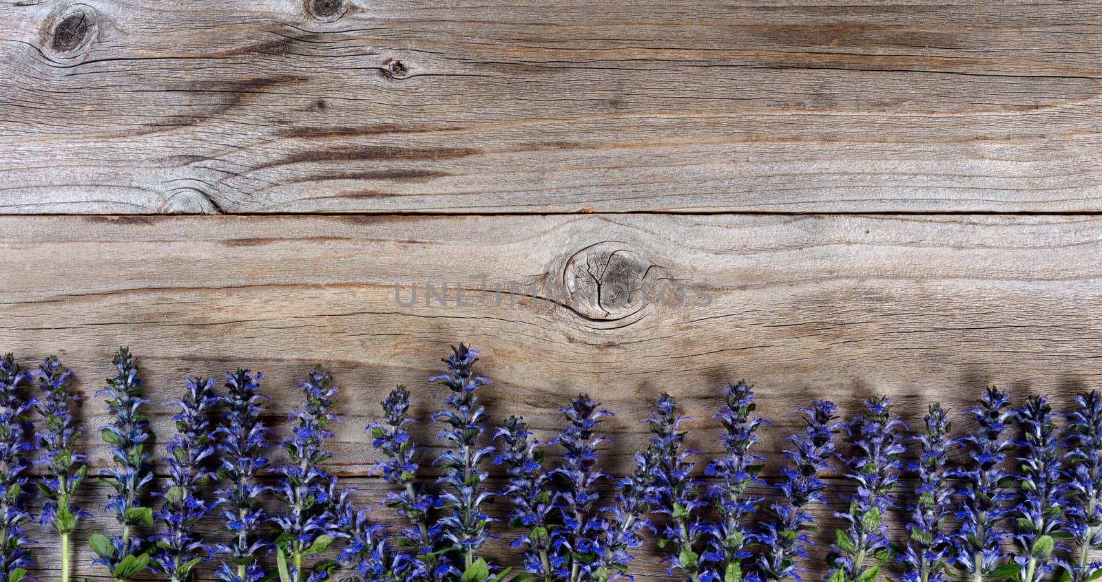 Wild purple spring flowers forming bottom border on rustic wood. Flat lay view with copy space available. 
