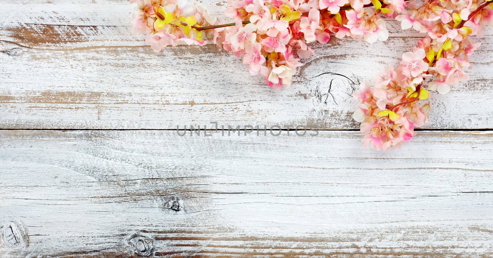 Blooming seasonal cherry blossom flowers on white vintage wood i by tab1962