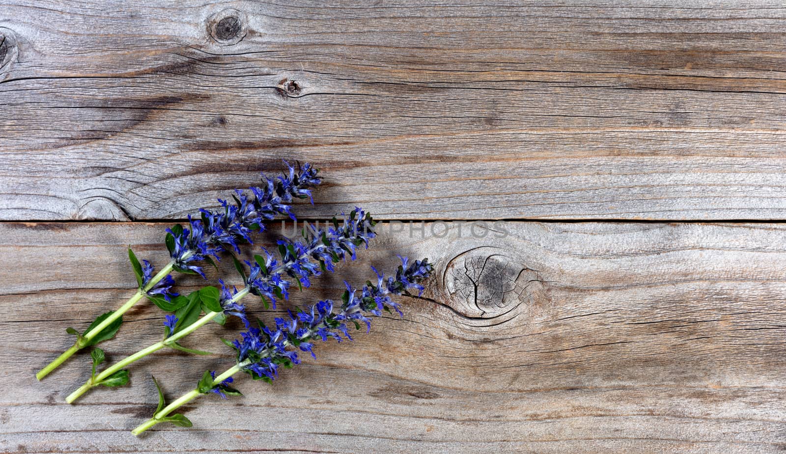 Fleshly cut purple spring wild flowers on rustic wood background by tab1962