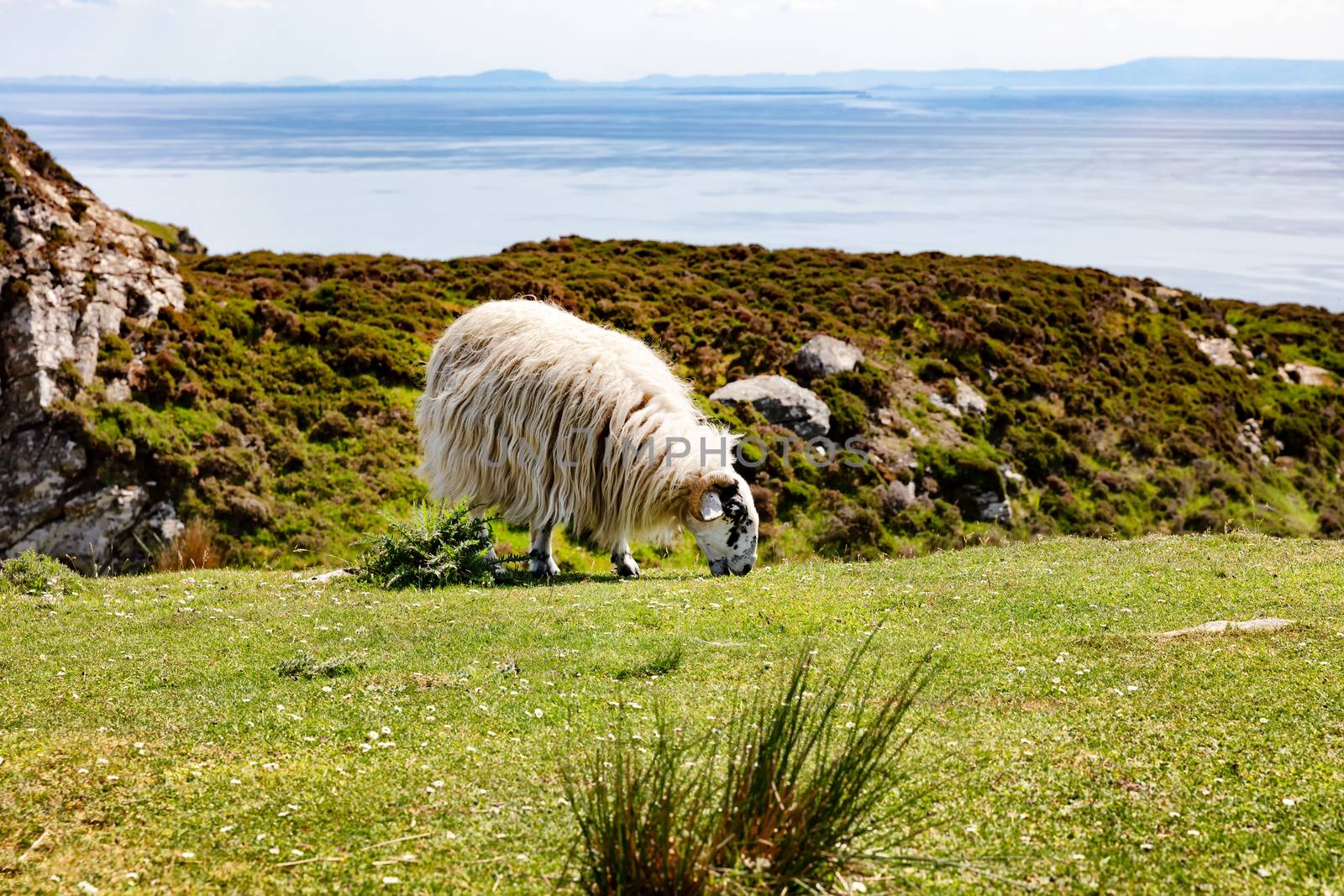 Mature sheep grazing near ocean 
