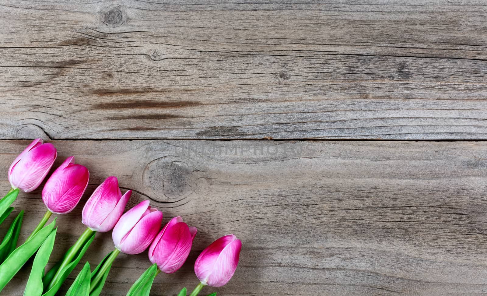 Pink tulips on rustic wooden boards for Easter Background 