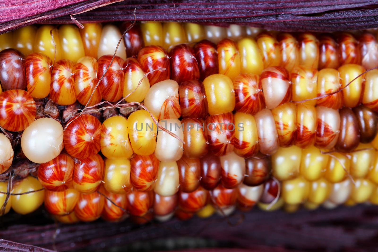 Close up of seasonal Indian summer corn with stalk for Thanksgiv by tab1962