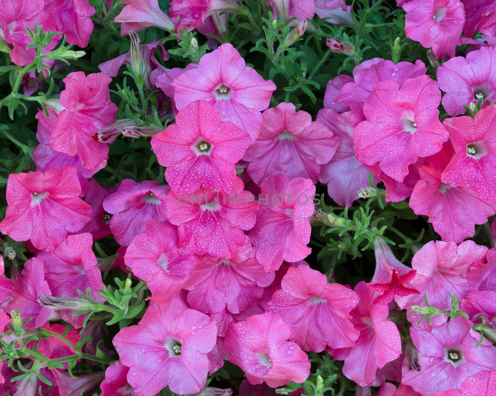 Vibrant pink flowers in full bloom with morning dew  by tab1962