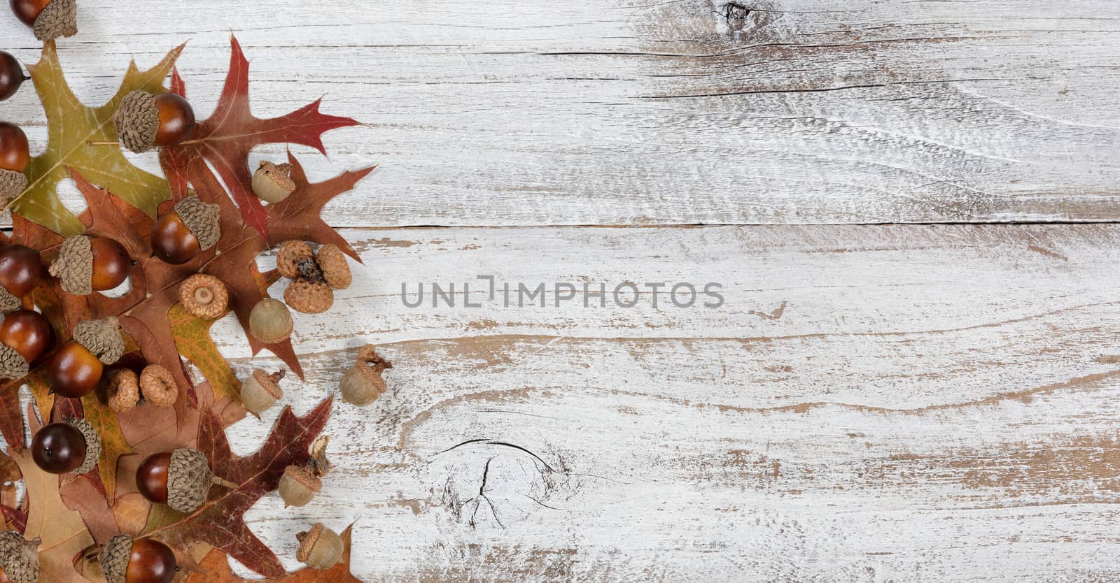 Autumn acorns and leaves on rustic white wood background by tab1962