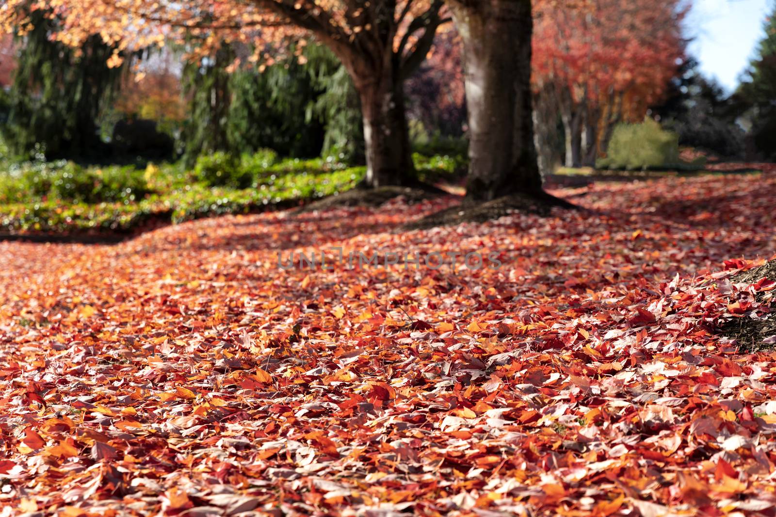 Selective focus of leaves on ground with trees in background 
