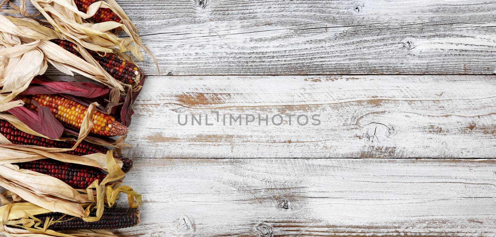 Colorful corn on left border of white rustic wood for the Thanksgiving Autumn holiday season