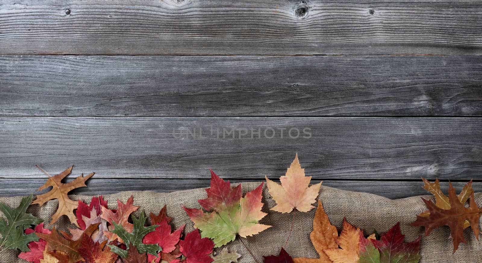 Autumn leaves with burlap cloth on weathered wood   by tab1962