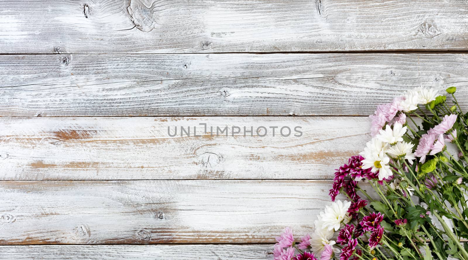 Colorful mixed flowers in bottom right corner on white weathered wooden boards 