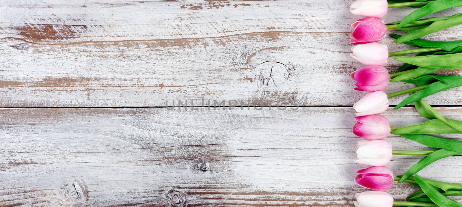 Seasonal Tulips for the Spring holidays on white rustic wooden b by tab1962