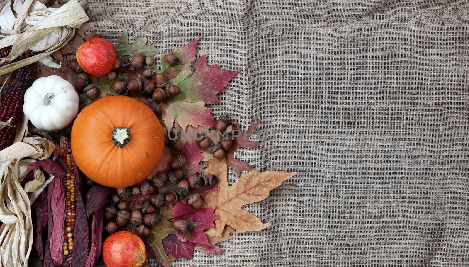 Thanksgiving Pumpkin with acorns and dried corn on burlap cloth by tab1962