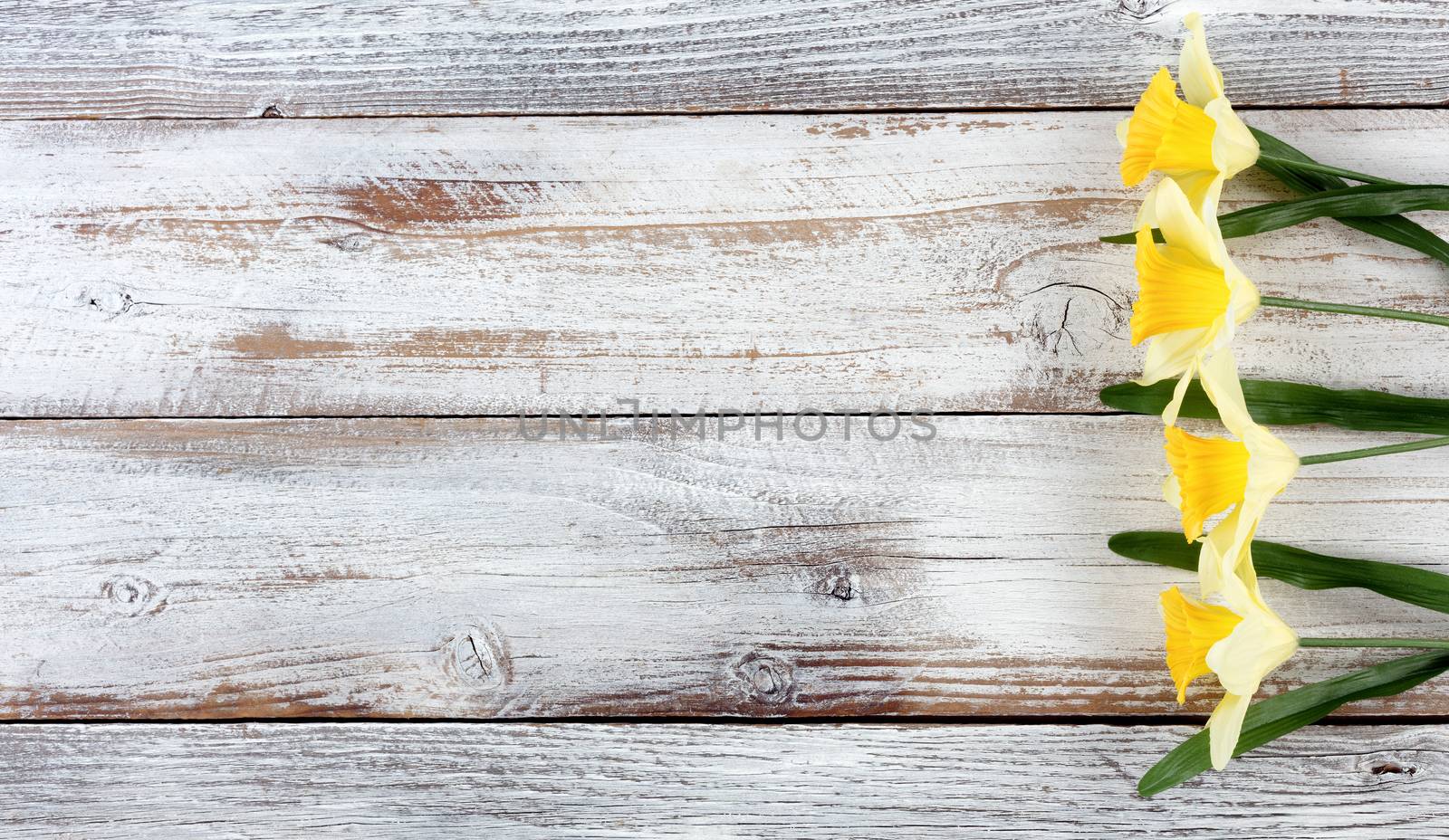 Yellow springtime daffodils on white weathered wooden boards 