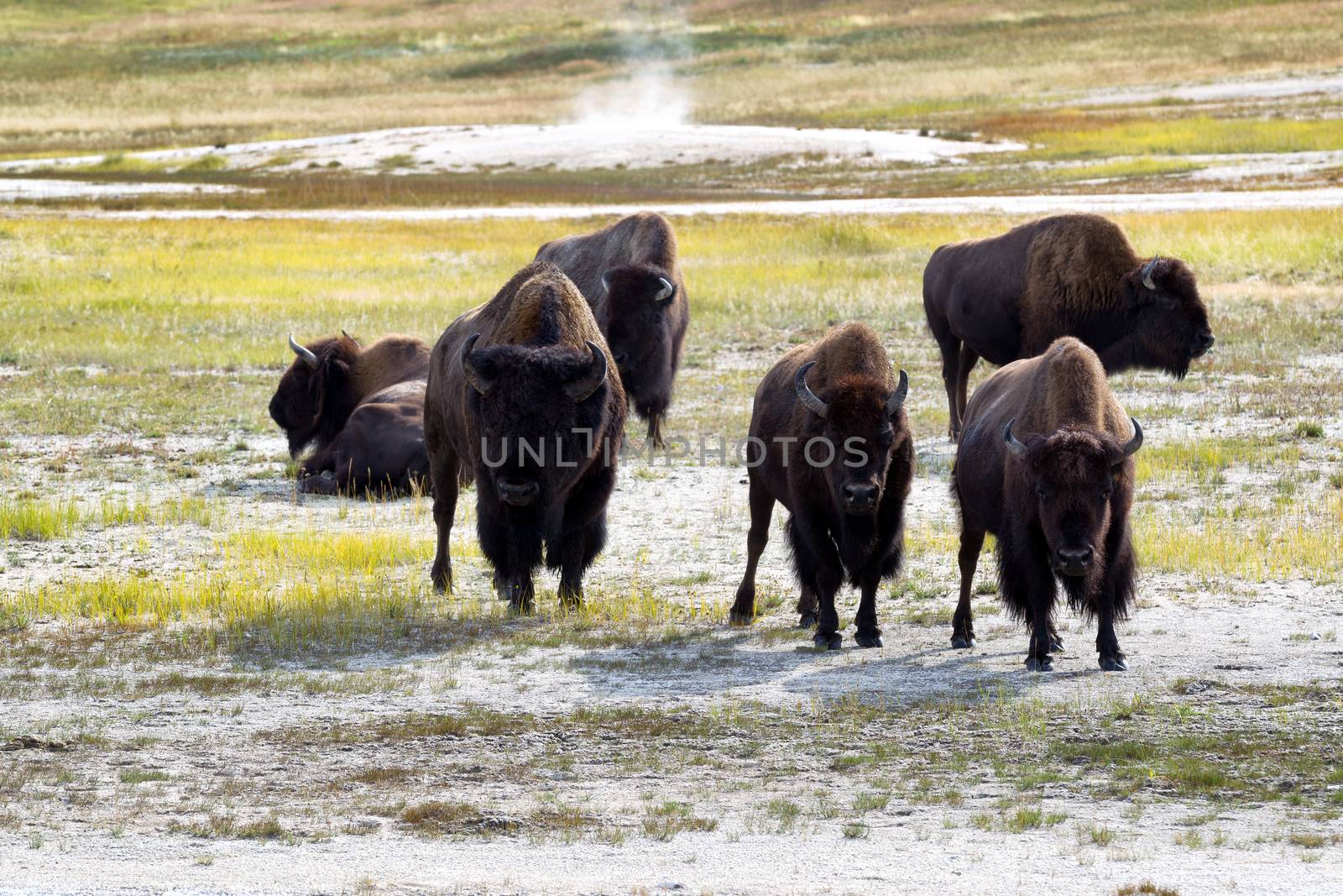 Front view of angry North American Buffalo staring directly forward while grazing in prairie near a hot spring 