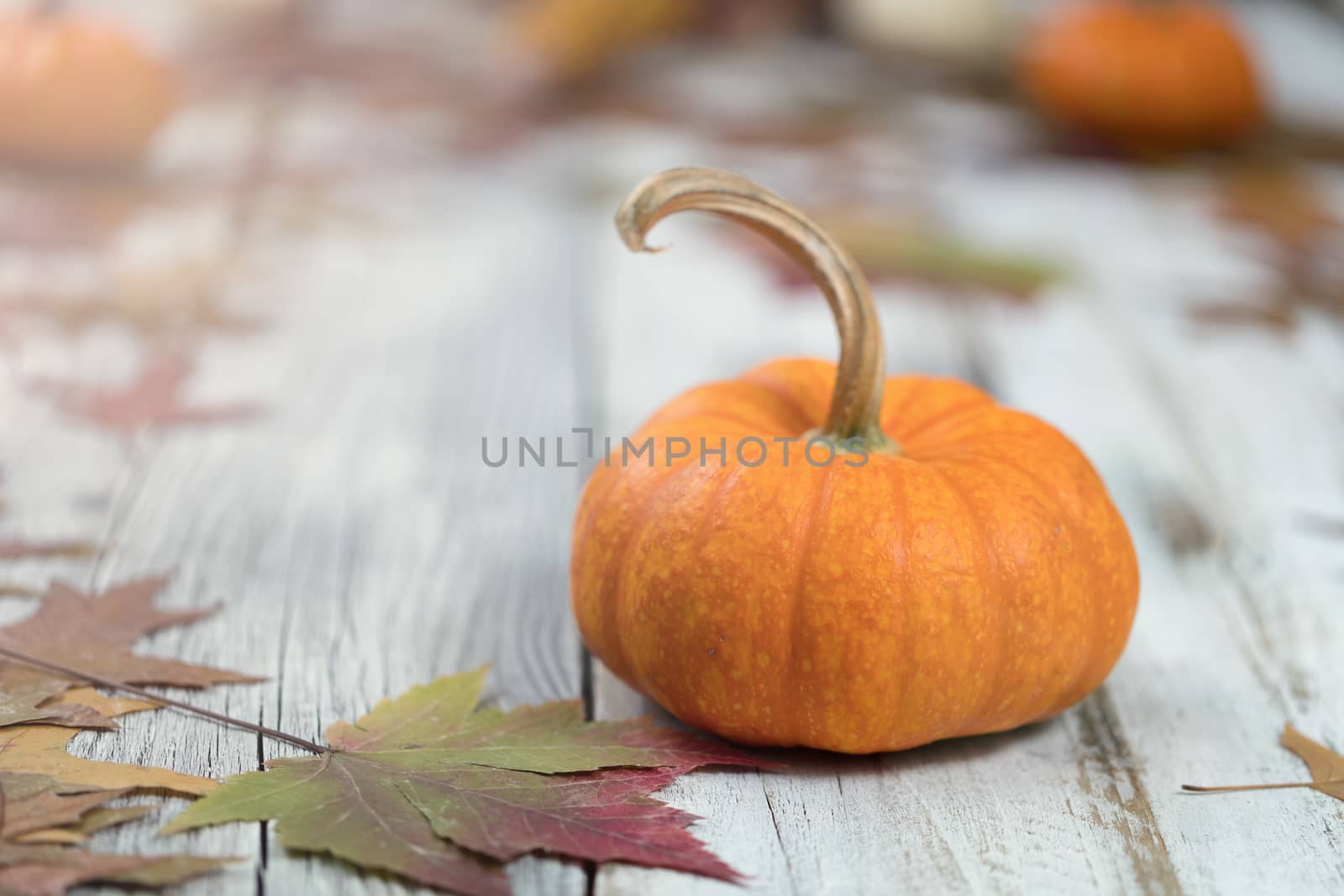 Close up of Autumn seasonal foliage and pumpkins for seasonal holidays on white rustic wooden boards 

