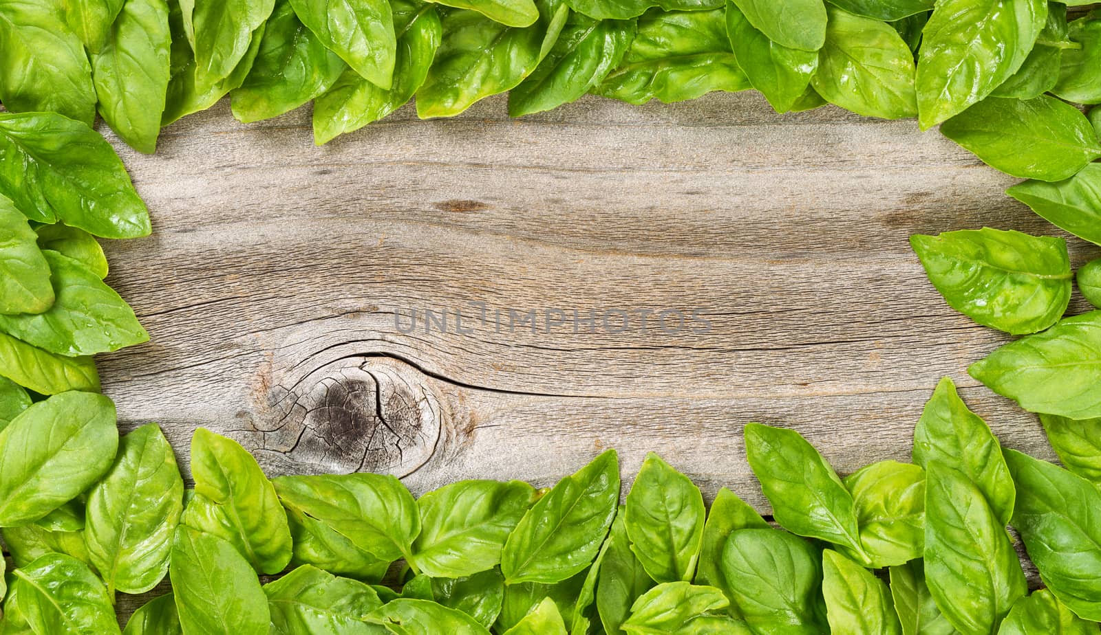 High angled view of freshly picked large basil leafs forming border on rustic wood.