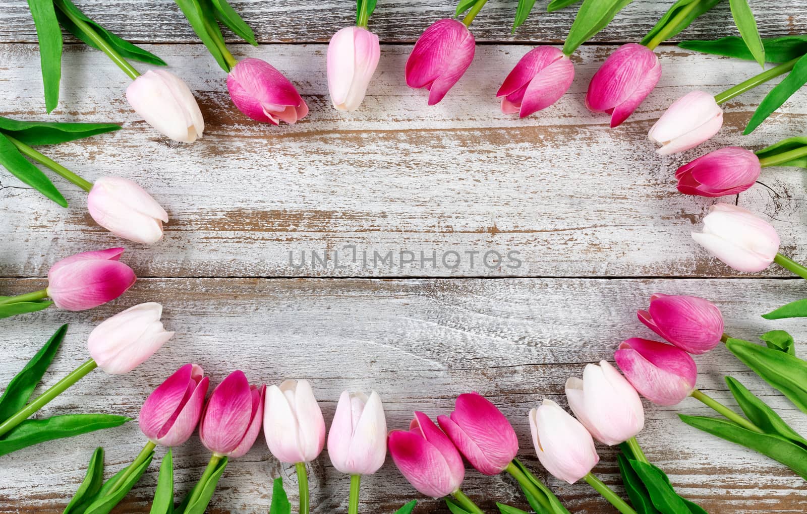 tulips forming circle border on rustic white wooden boards for Easter Background 