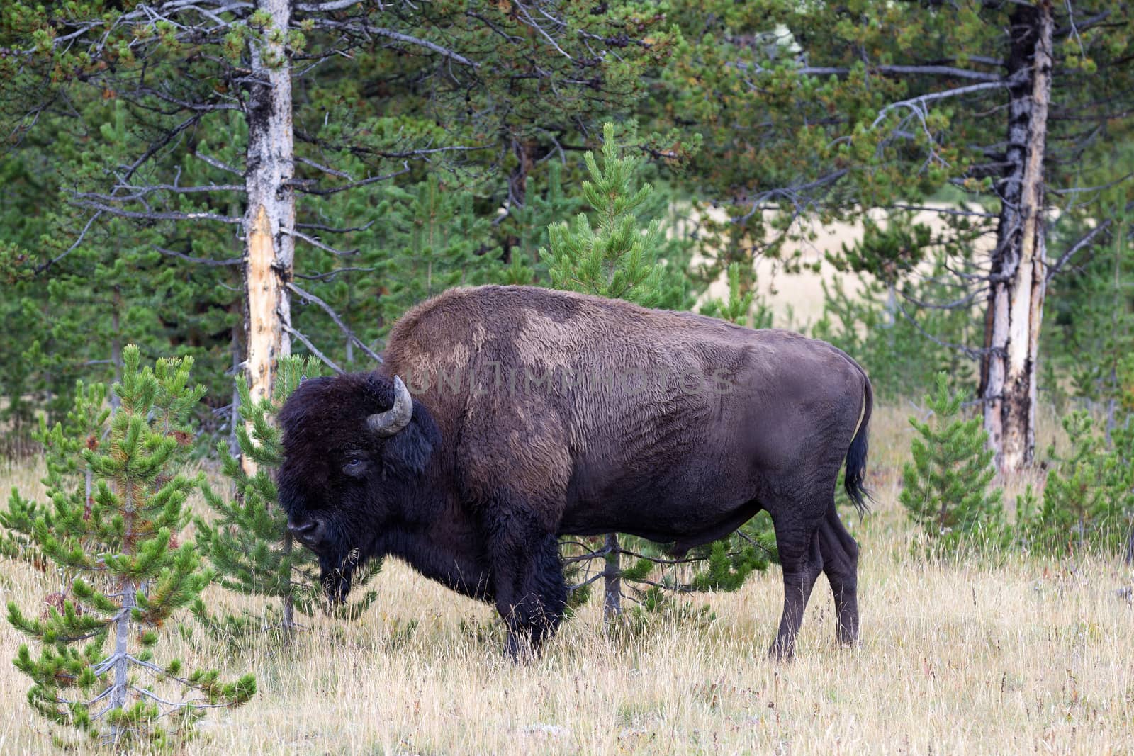 Closeup horizontal view of a healthy large North American Bison (Buffalo) grazing near the woods 