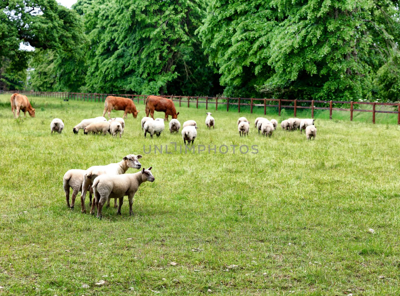 Sheep and cows eating grass in farm field  