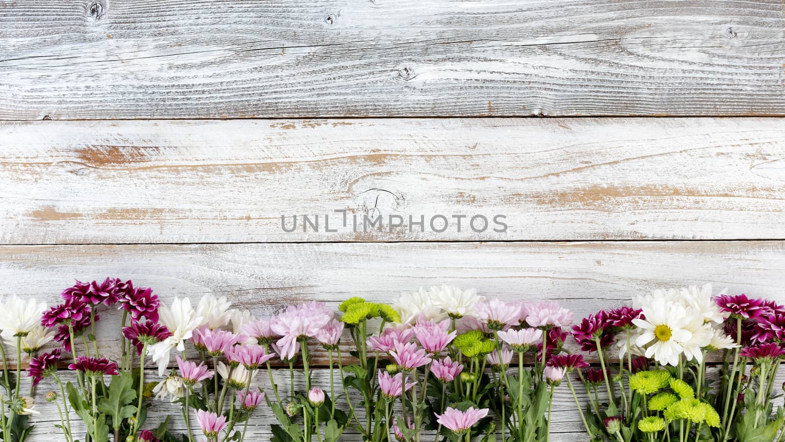 Mixed flowers forming bottom border on white weathered wooden bo by tab1962