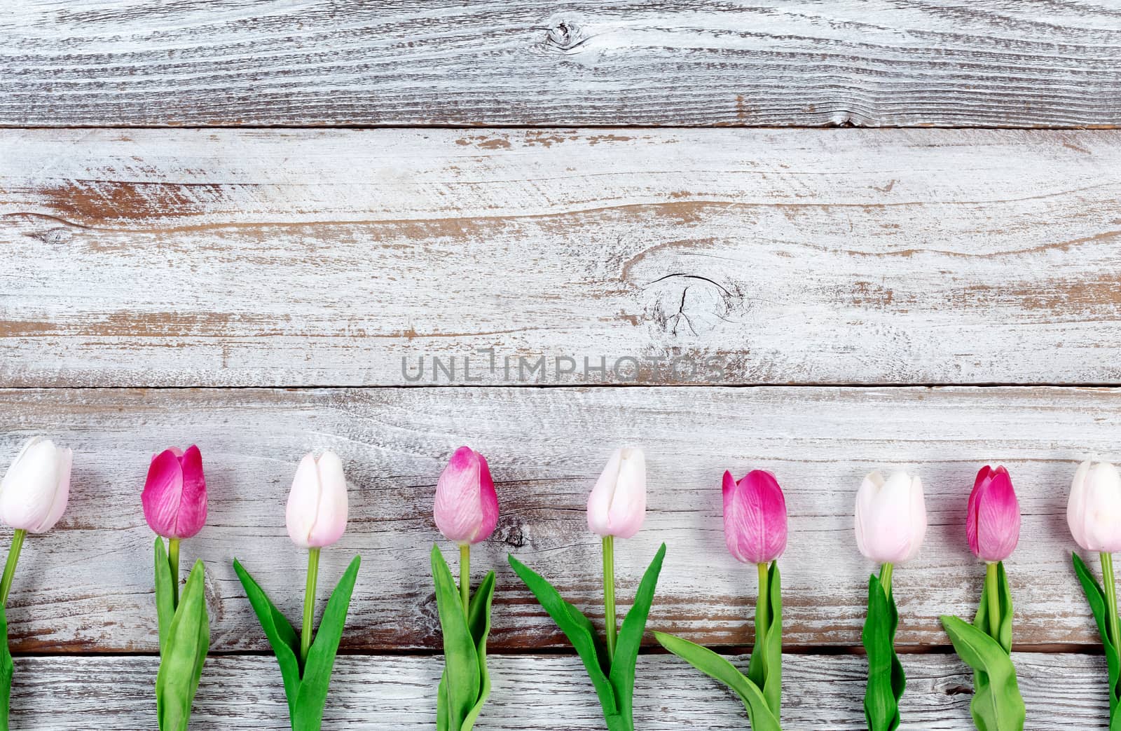 Pink tulips for Easter Holiday on rustic white wooden boards by tab1962