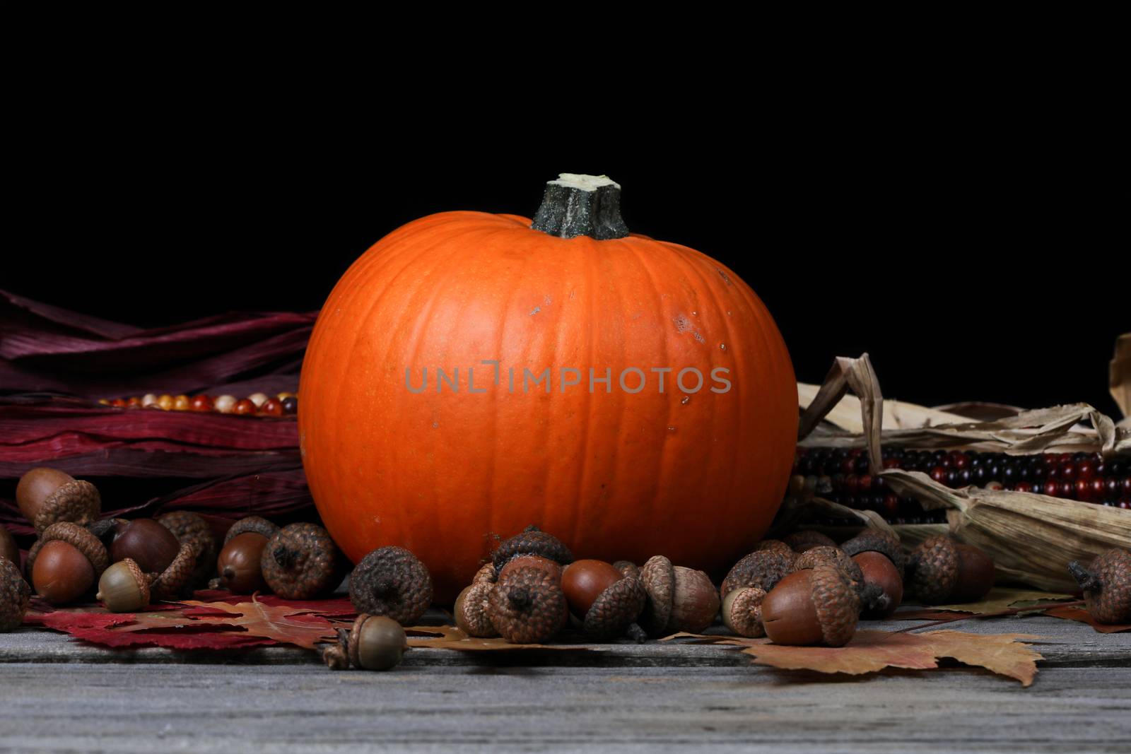 Pumpkin for Thanksgiving or Halloween holiday with dark background setting