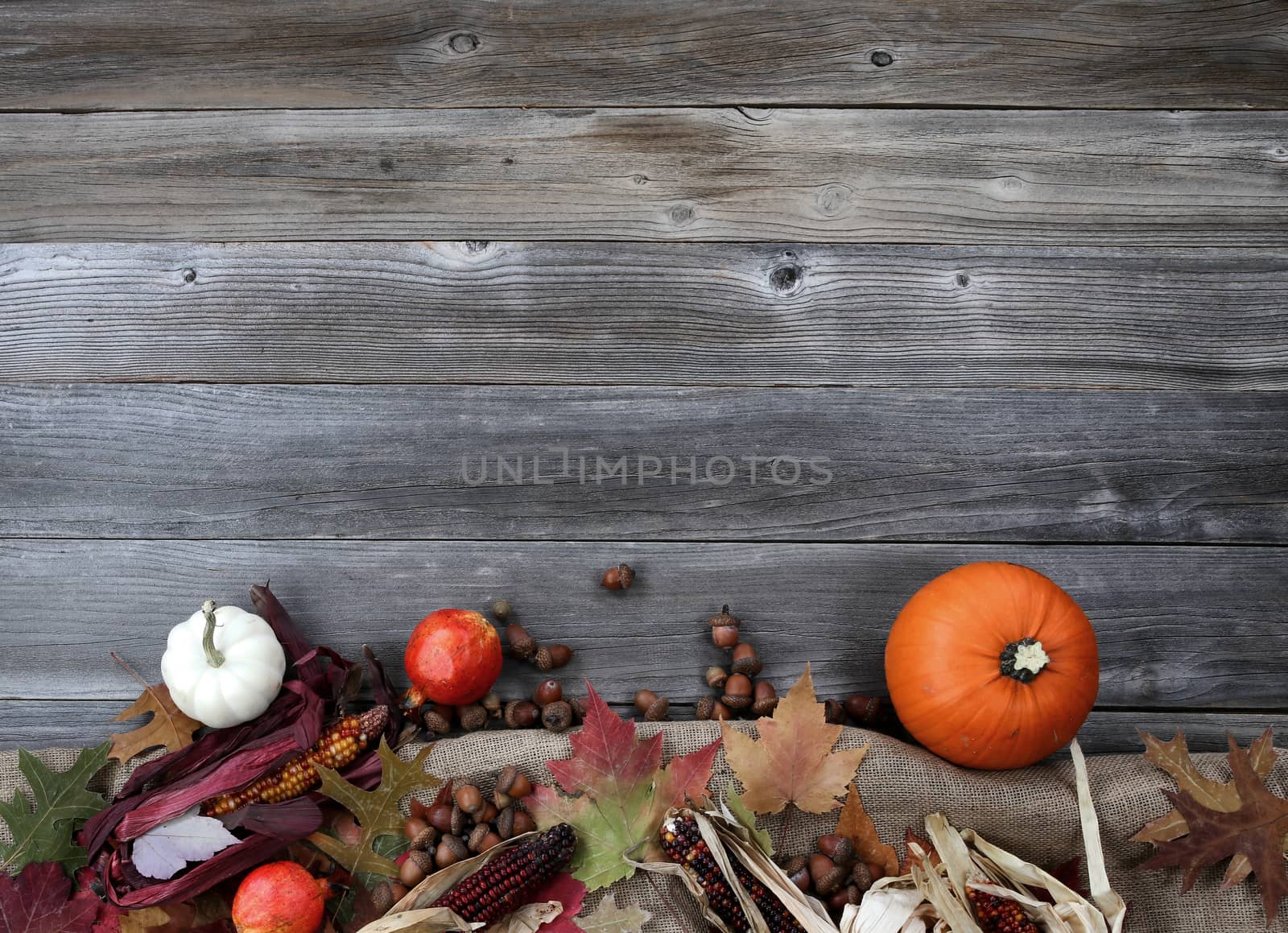 Thanksgiving Pumpkin with acorns and corn on burlap cloth forming border on weathered wood  