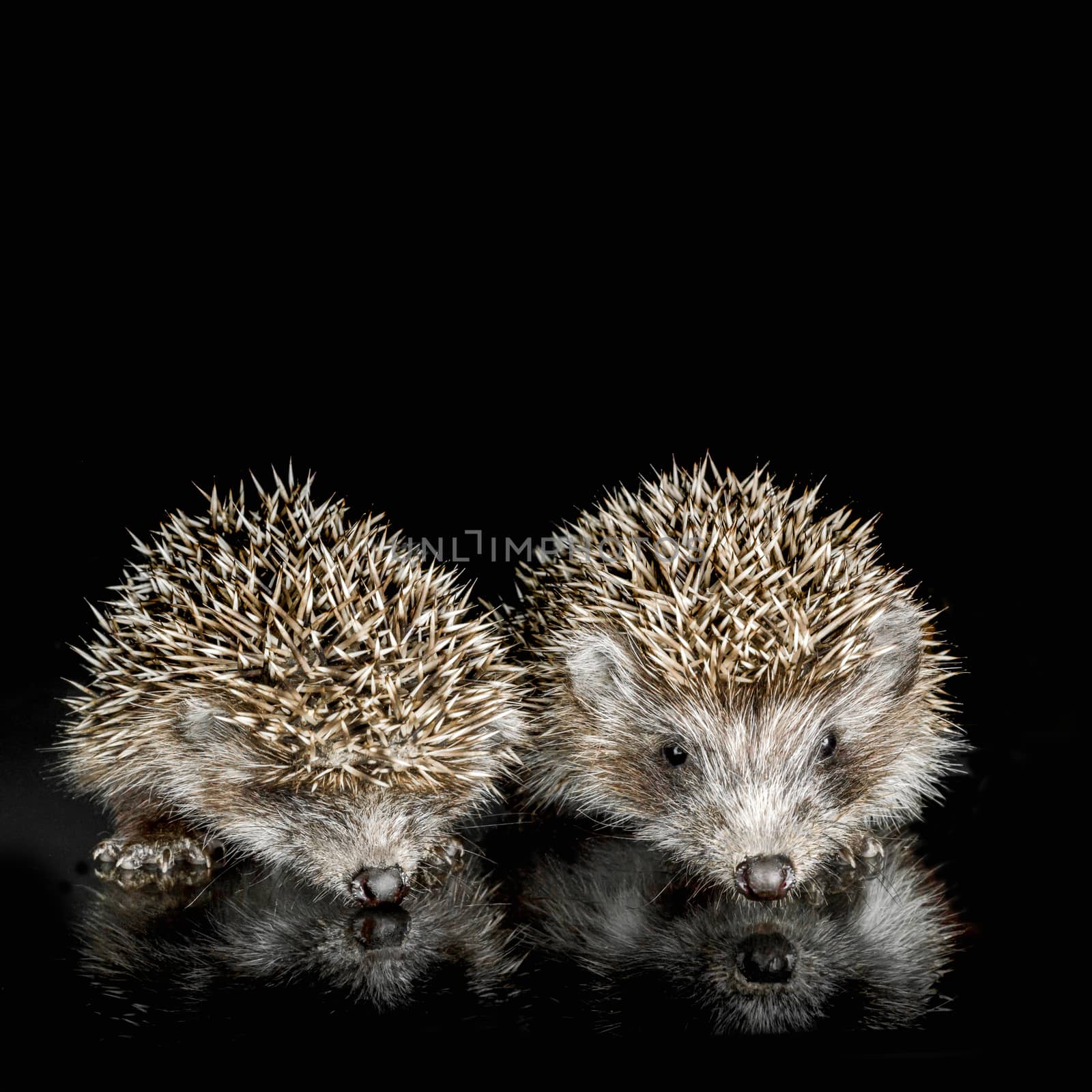 portrait of two cubs hedgehog on glass on a black background