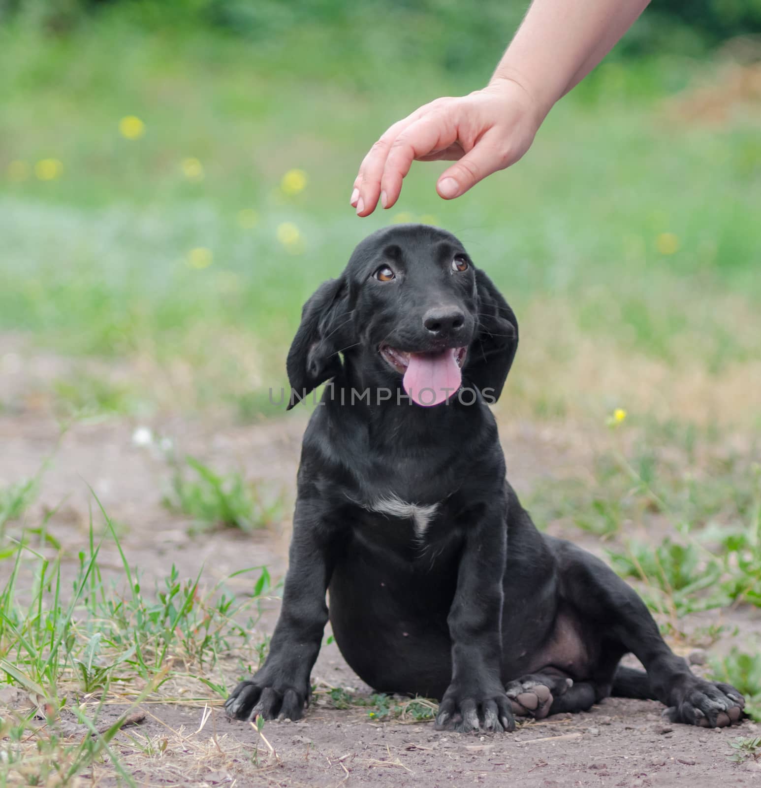 human hand is about to stroke a black puppy