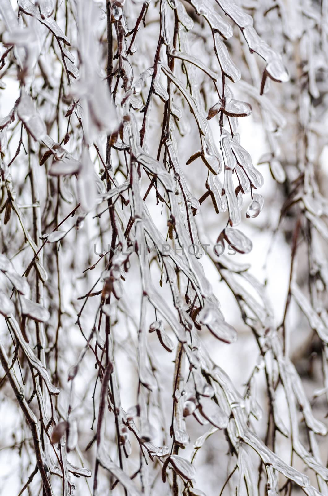 birch branches in the winter ice