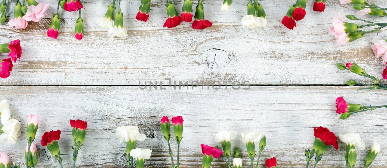 Colorful carnations forming rectangle shape border on white weathered wooden boards 