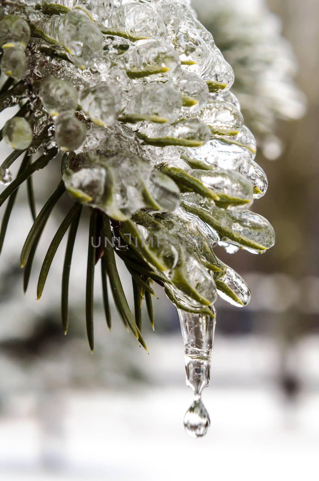 spring, icicles, melting ice, green fir branch in the ice with falling drop of melted snow close up