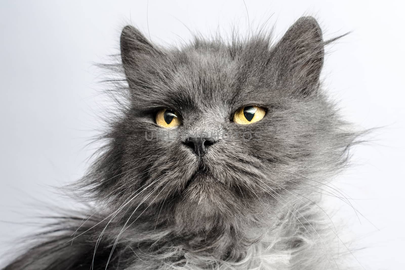 portrait of shaggy gray adult big fluffy cat on a light background