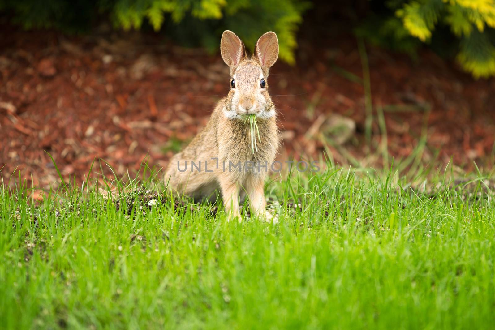 Young Healthy Wild Rabbit eating fresh Grass from Yard  by tab1962