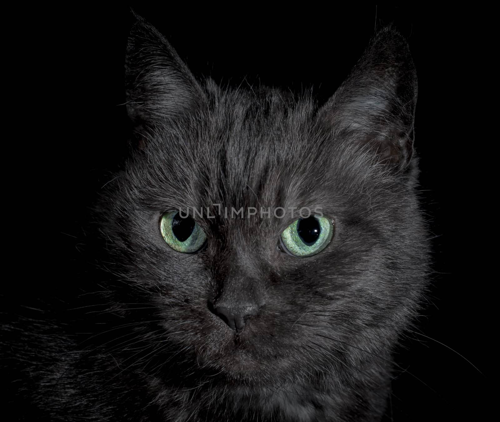 black angry discontented cat with bright green eyes sitting on a black background