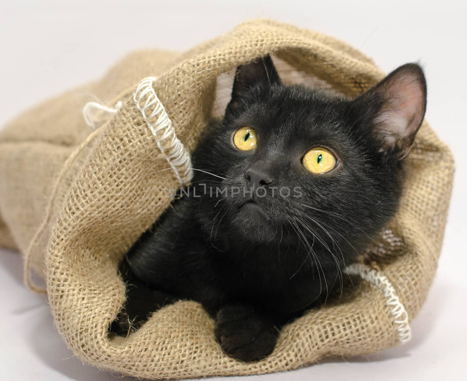 black with bright yellow eyes thrust its muzzle out of a sackcloth bag