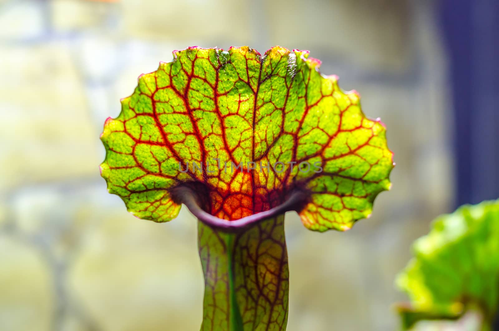 carnivorous green plant of Sarracenia close up