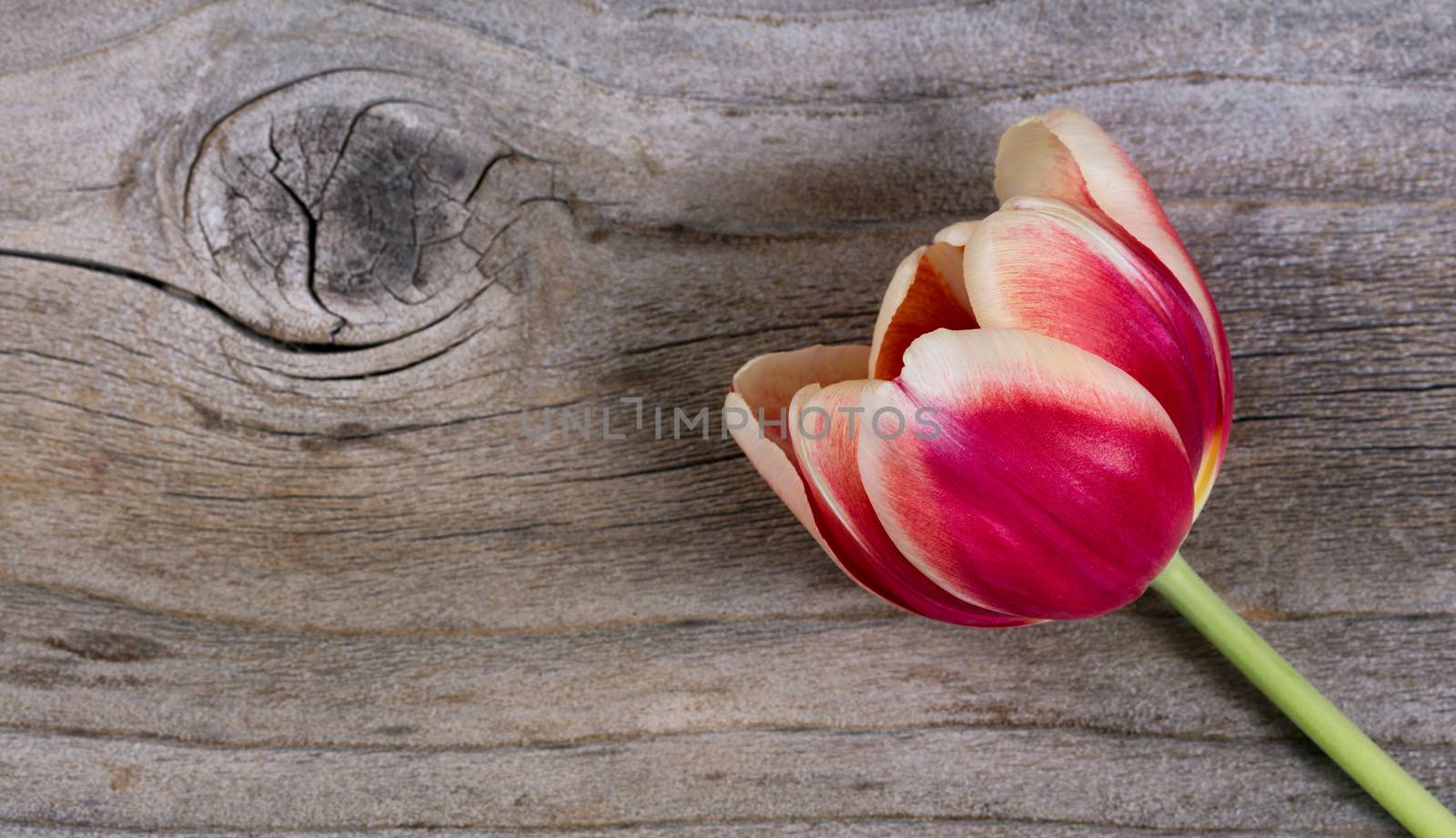 Single tulip on rustic wood with plenty of copy space. 