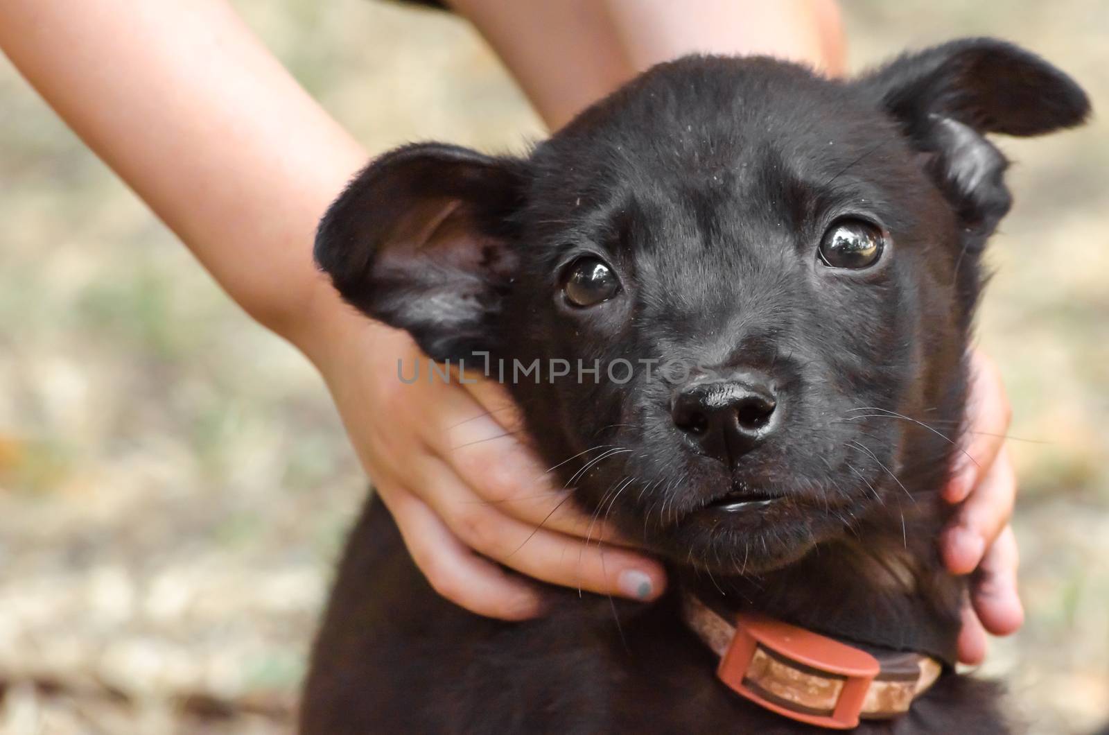 black purebred sad puppy in children's hands on the lawn
