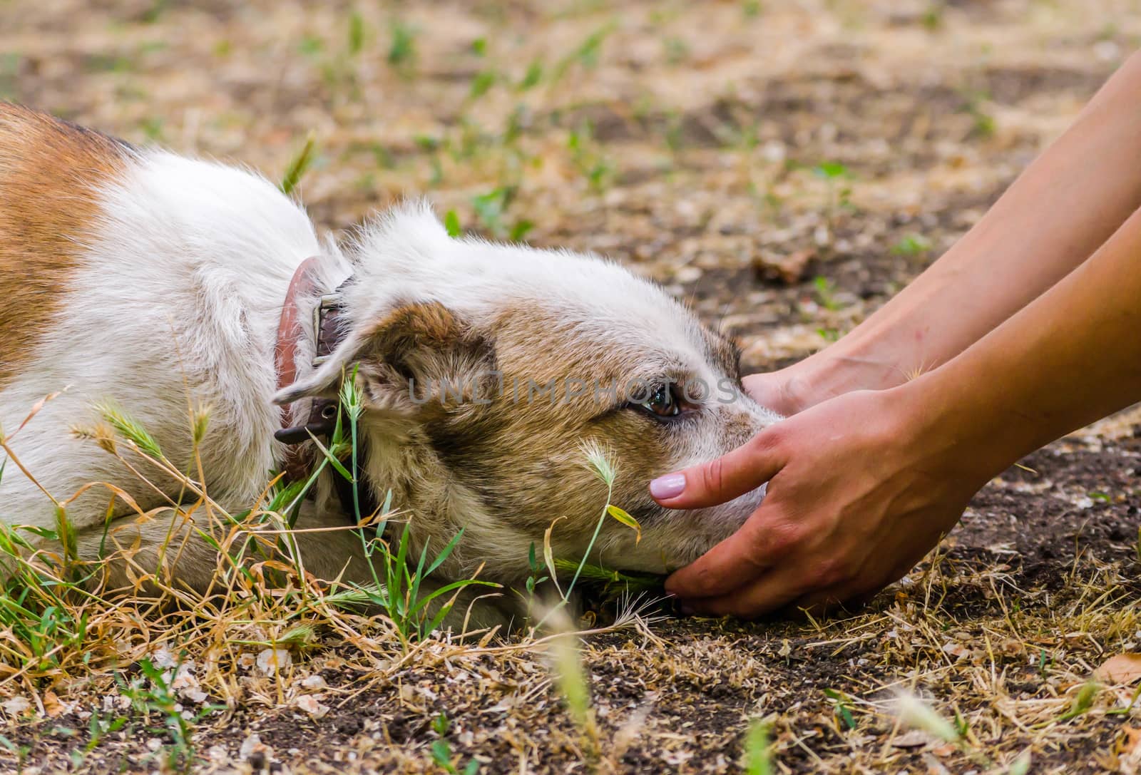 pet care outbred dog head in female hands on the ground