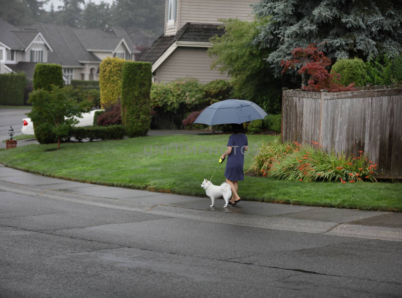 Woman walking her dog in the rain under a large umbrella  by tab1962