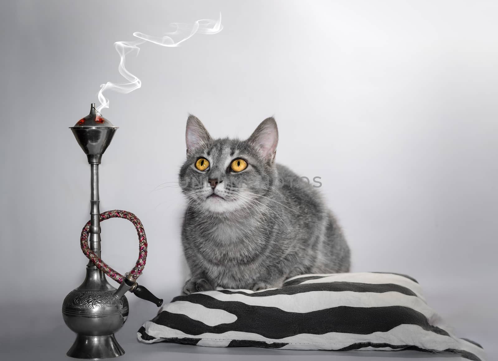 cat color silver tabby with bright yellow eyes sits on a striped black and white pillow next to the hookah and looks at the smoke